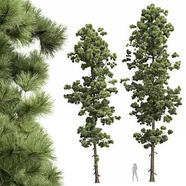 Detailed Pinus Palustris Tree Model 3D model image 1 