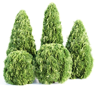 Emerald Thuja Tree 3D Model 3D model image 1 