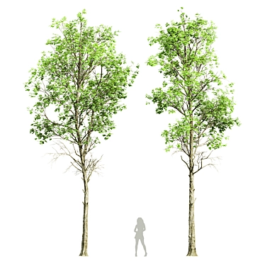 Fagus Sylvatica 3D Tree Models 3D model image 1 