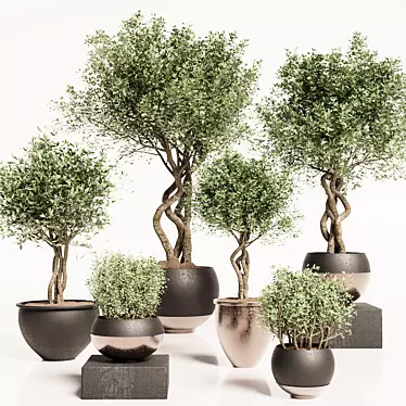 Elm Tree Indoor Plant Set 3D model image 1 