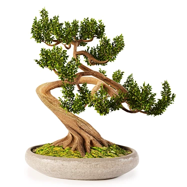 Serenity Bonsai in Vase 3D model image 1 