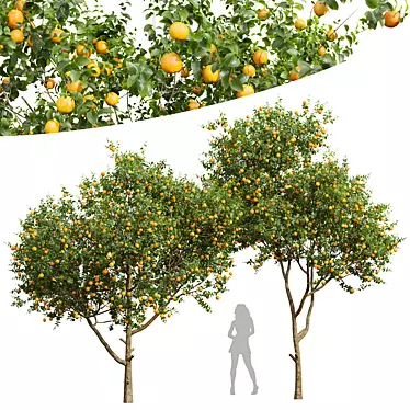 Citrus Sinensis Orange Plant Model 3D model image 1 