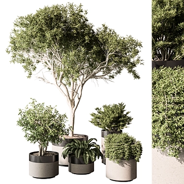  429 Indoor Plant Set (Vray) 3D model image 1 