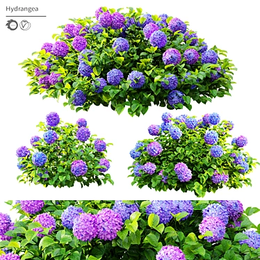 Hydrangea Bush Trio, Hortensia Polys 3D model image 1 