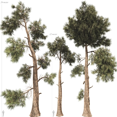 Jeffrey Pine Tree 3D Collection 3D model image 1 