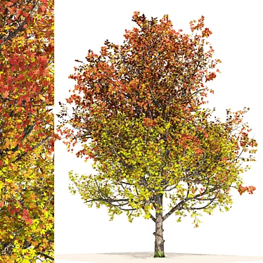 Autumn Mountain Maple Tree Model 3D model image 1 