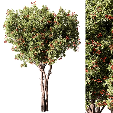 Assorted Fruit Tree Collection 3D model image 1 