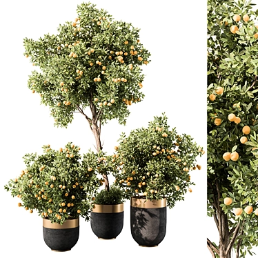 Citrus Indoor Tree - Lemon 3D model image 1 