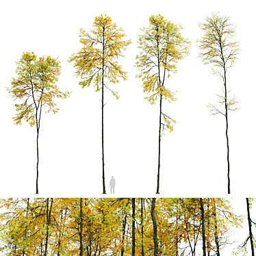 Autumn Forest Trees Collection 3D model image 1 