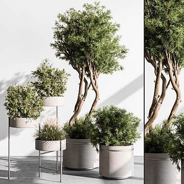 Tree & Bush Indoor Plant 3D model image 1 