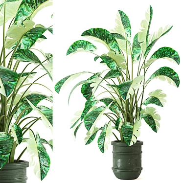 3D Indoor Plants Collection 538 3D model image 1 