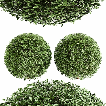 Dual Object Boxwood 3D Model 3D model image 1 