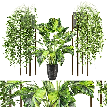 Indoor Plants Collection 3dsMax Vray 3D model image 1 