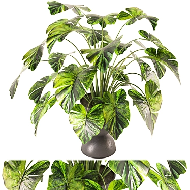  Indoor Plants Set 546: Vray/Corona 3D model image 1 