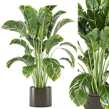 3D Indoor Plants Collection 548 3D model image 1 