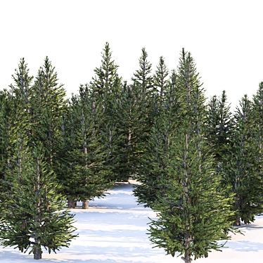 Spruce Forest 3D Model Render 3D model image 1 