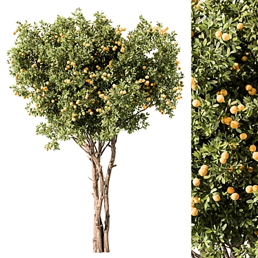 Citrus Grove Home Decor Set 3D model image 1 