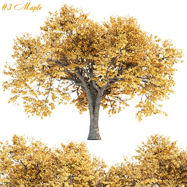 Autumn Maple Tree 3D Models 3D model image 1 