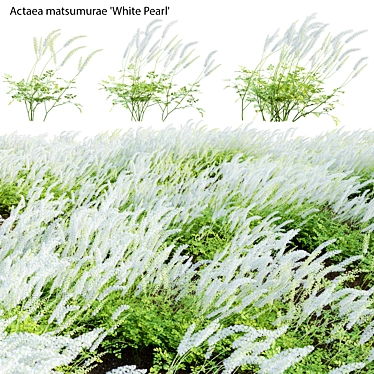 3D Plant Models Collection: White Pearl 3D model image 1 