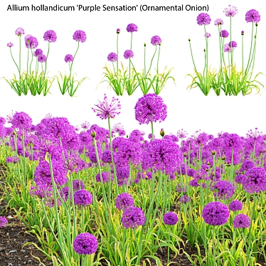 3D Allium Purple Plant Models 3D model image 1 