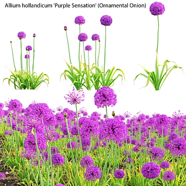  Versatile 3D Plant Models Package 3D model image 1 