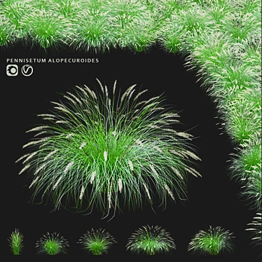 Decorative Pennisetum Grass Set 3D model image 1 