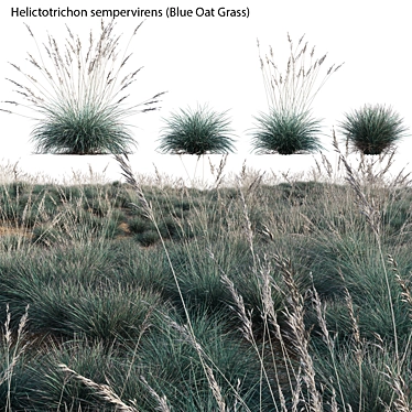 Versatile 3D Blue Oat Grass 3D model image 1 