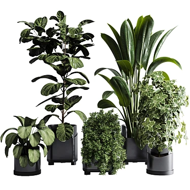 Tropical Ficus Plant Set 3D model image 1 