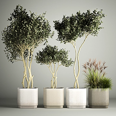 European Olive Tree Collection in Concrete Pots 3D model image 1 