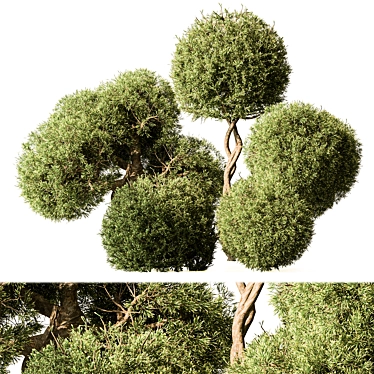  Boxwood Topiary Ball Set 103 3D model image 1 