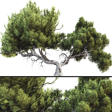  3D Tree Model Kit Pack 3D model image 1 