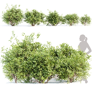 Outdoor Bushes 3D Model Bundle 3D model image 1 