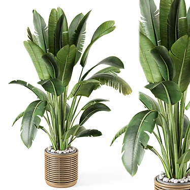 Natural Rattan Indoor Plant Set 3D model image 1 