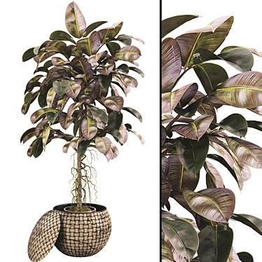 Ficus Elastica Tree Rubber Plant 03