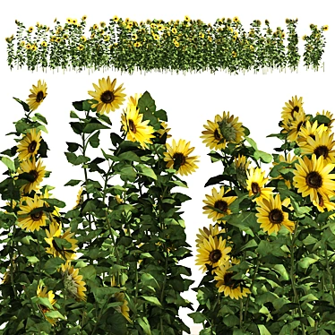 Optimized 3D Sunflower Field Model 3D model image 1 