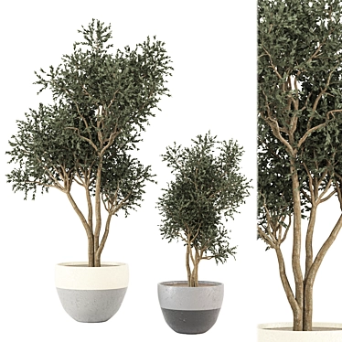 Indoor Plants Set 616 - 3D Model 3D model image 1 