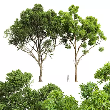 Giant Tree 3D Models Bundle 3D model image 1 