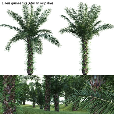 Diverse 3D African Oil Palm 3D model image 1 