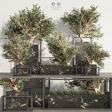  Indoor Plant Bonsai Set 87 3D model image 1 