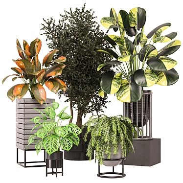  2015 Indoor Plants Collection 629 3D model image 1 