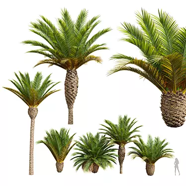 Phoenix Canariensis 3D Plant Models 3D model image 1 