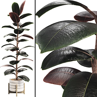 Ficus Elastica Rubber Plant 04