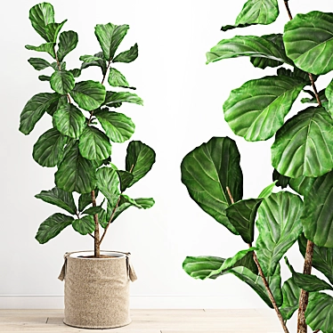 Polygonal Ficus Lyrata 3D Model 3D model image 1 