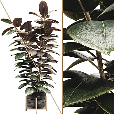 Ficus Elastica Rubber Plant 05