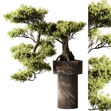 Bonsai Tree - Indoor 456 3D model image 1 