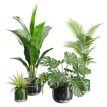 Exotic Indoor Plant Collection 32 3D model image 1 