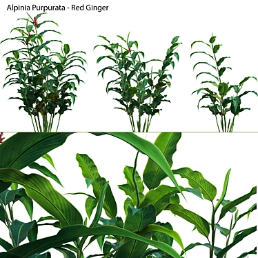 Complete 3D Plant Models Solution 3D model image 1 