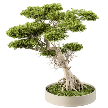 Zen Bonsai Plant 460 3D model image 1 