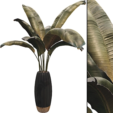 Banana Leaf Plant Collection Set 3D model image 1 