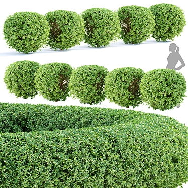 Lush Laurel Hedging Bushes 3D 3D model image 1 